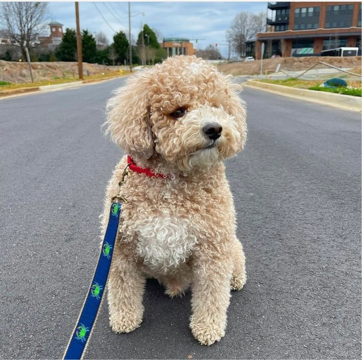Crab Logo Dog Leashes