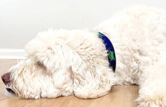 Crab Logo Dog Collars
