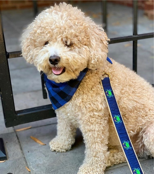 Crab Logo Dog Leashes